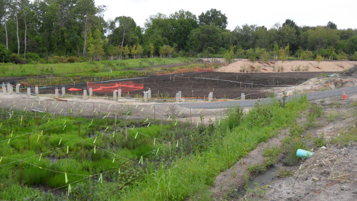 Alewife Restored Wetland (Aug 2012)