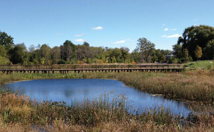 Alewife Constructed Wetland - Oct 2013