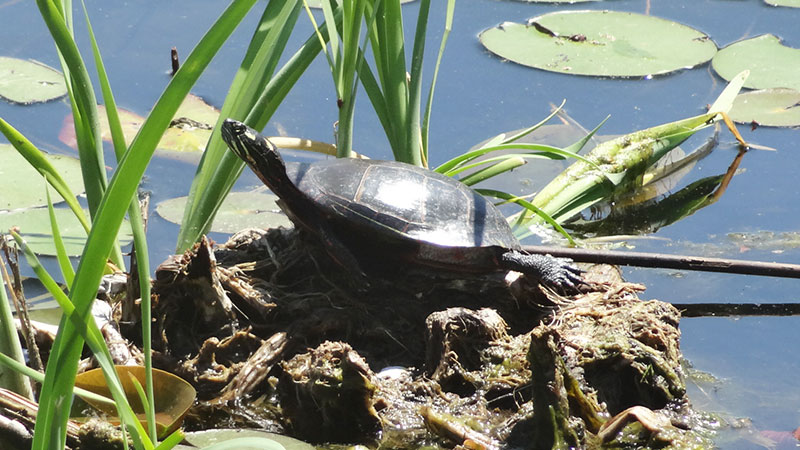 Turtle - Little Fresh Pond