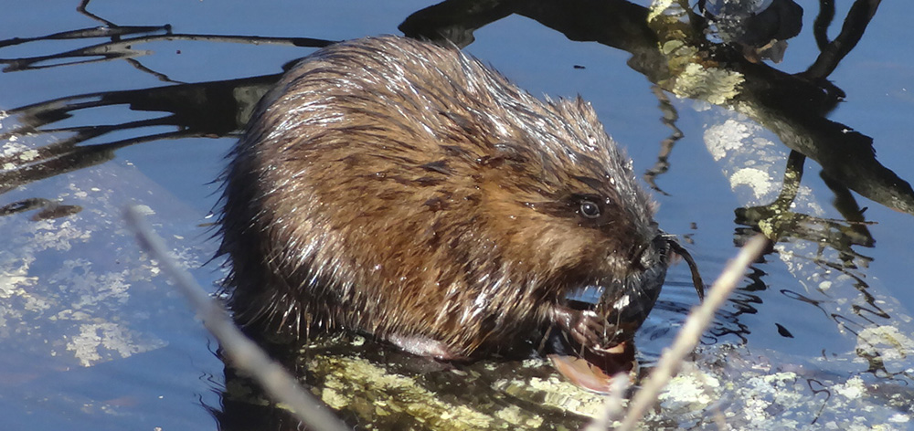 Muskrat on Fresh Pond