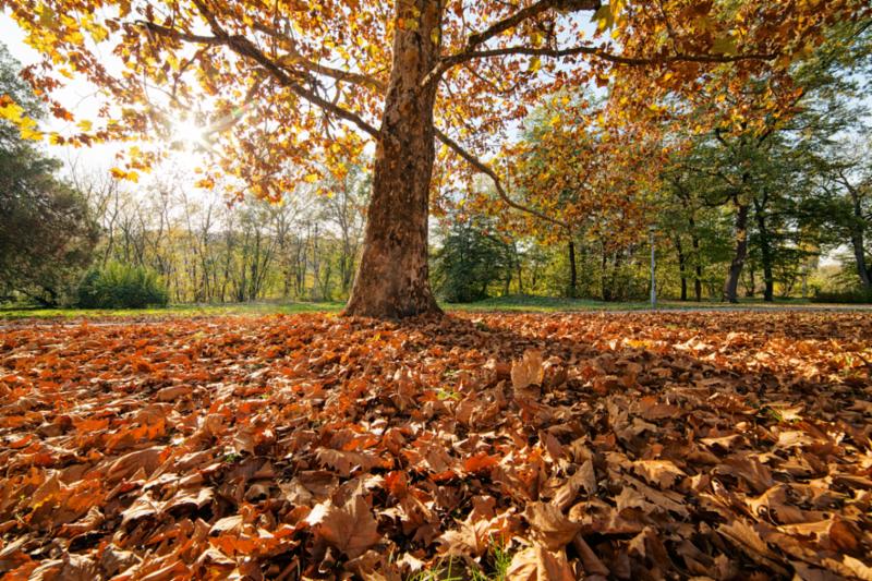 Trees and Leaves