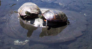 Turtles at Blair Pond