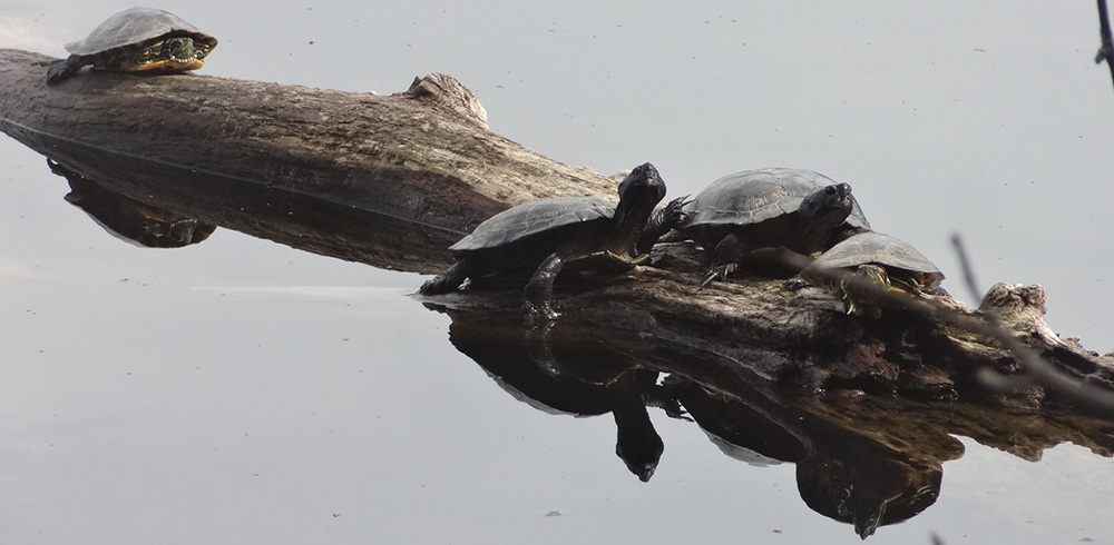 Turtles on Fresh Pond - Mar 25, 2022
