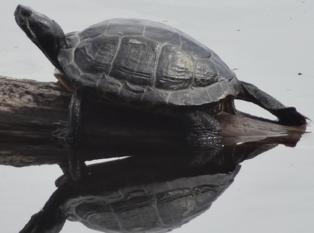 Turtle on Fresh Pond - Mar 25, 2022