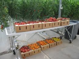 Hydroponically grown tomatoes